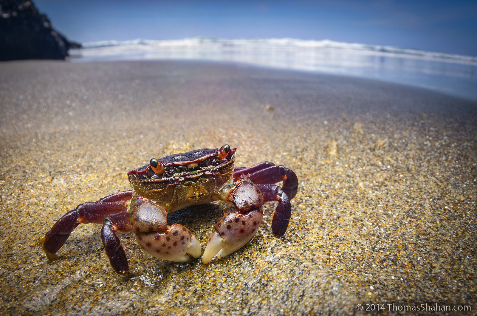 The word crab is an arbitrary symbol