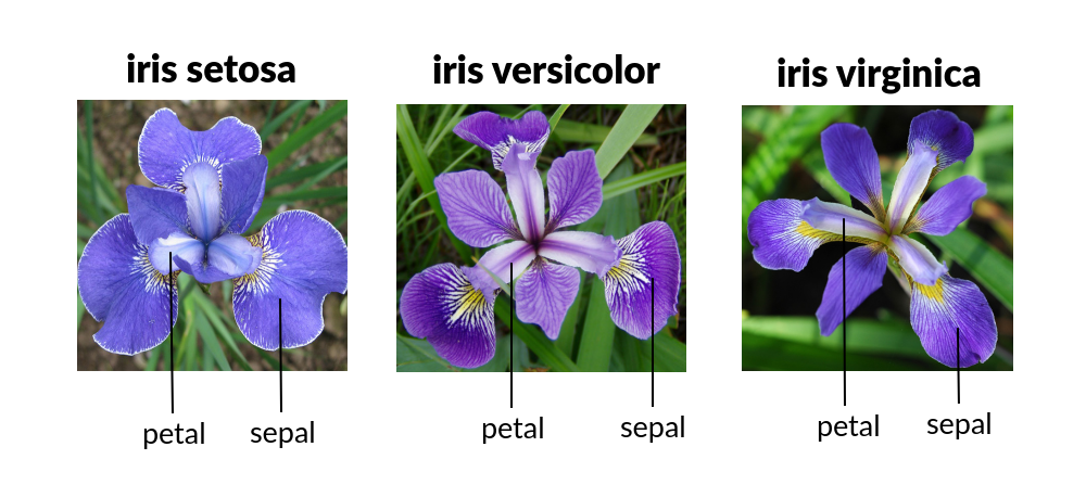 iris-image