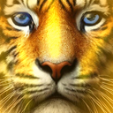 :shining_tiger_close_up: