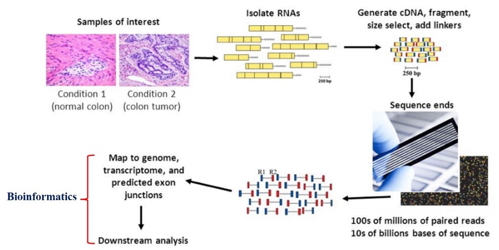 Fig1