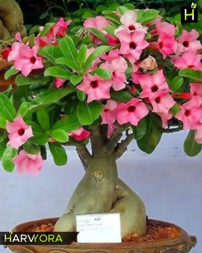 Adenium Desert Rose