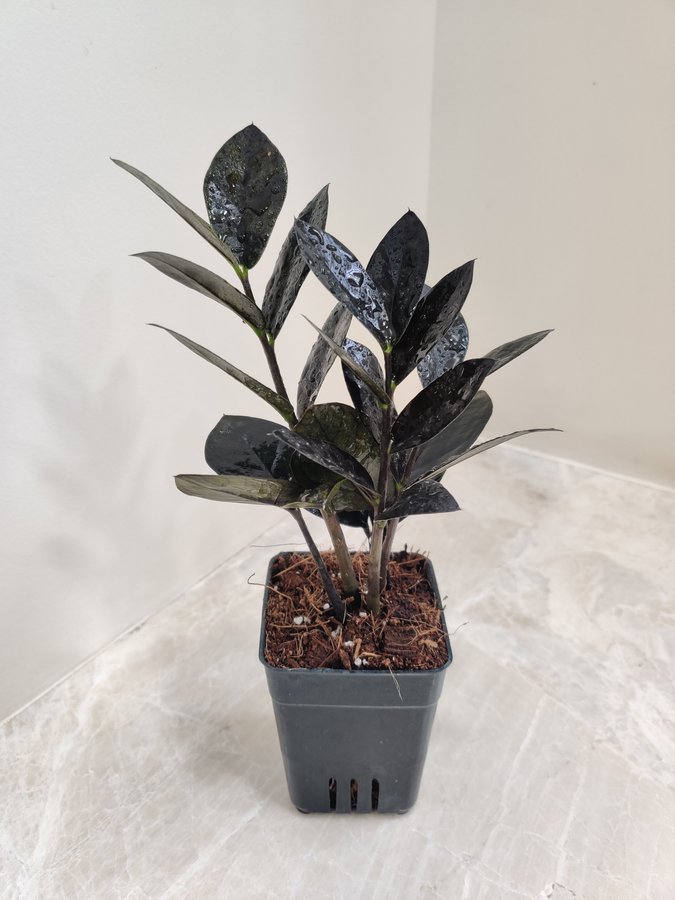 Aglaonema and ZZ Plants