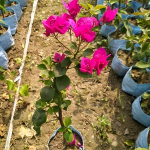 Bougainvillea Care