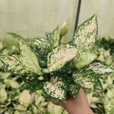 Aglaonema and ZZ Plants