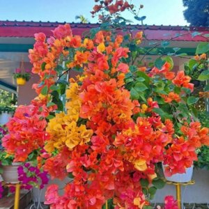 Bougainvilleas and Adeniums