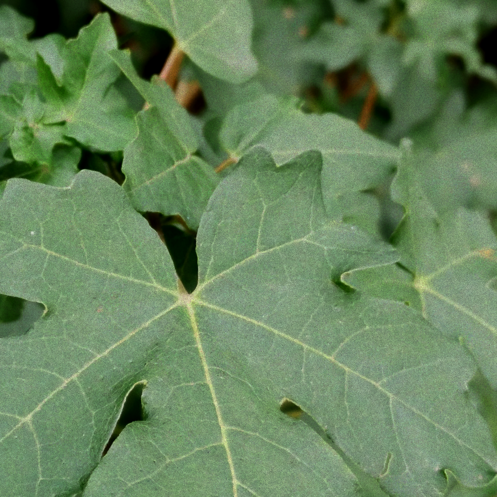 noisy foliage