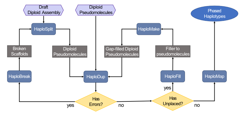 HaploSync Diagram