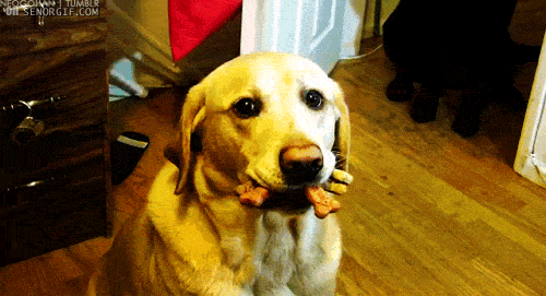 Guilty looking dog with a mouthful of treats