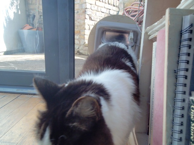 Daphne at the cat flap