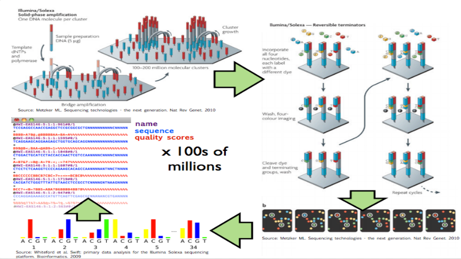 High throughput sequencing