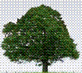 Shree Shyam Pulp & Board Mills Ltd 