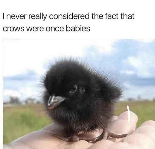 baby crows