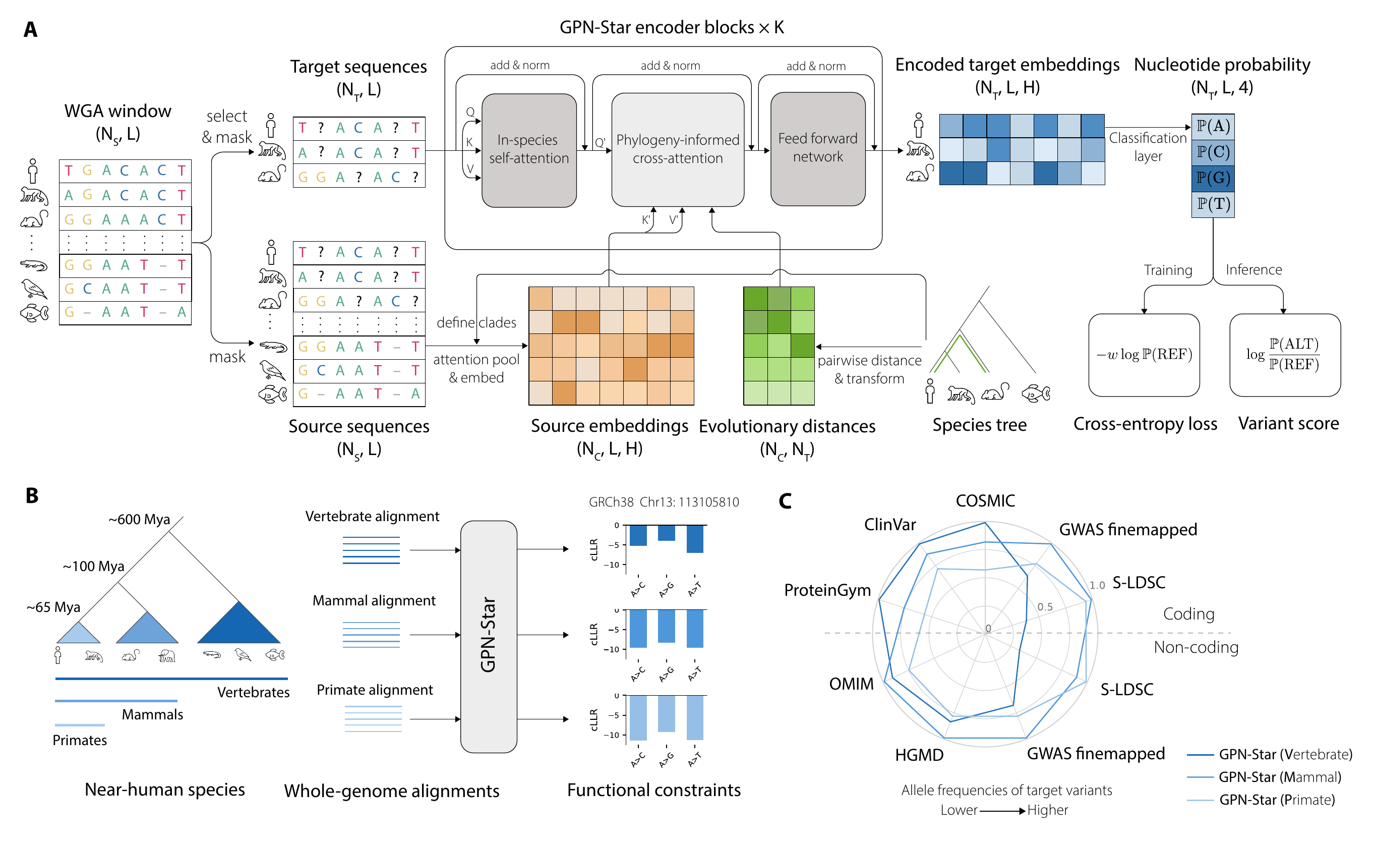 GPN-Star architecture, evolutionary scales, and genomic prediction tasks