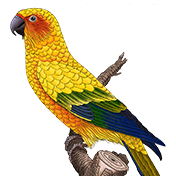 Learning TypeScript title with a sun conure and O'Reilly logo