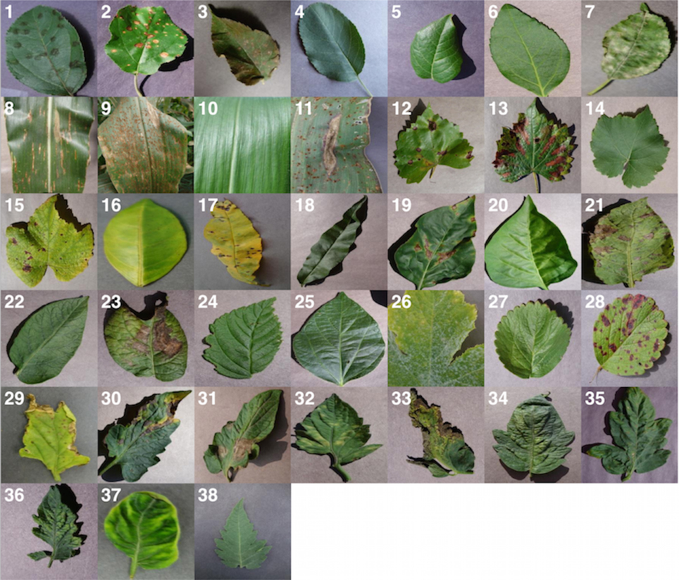 PlantVillage Dataset Sample