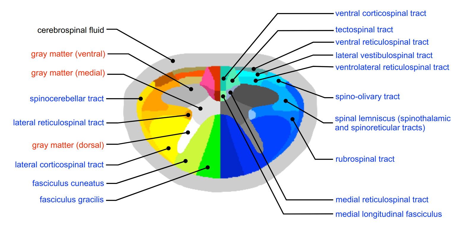 https://raw.githubusercontent.com/spinalcordtoolbox/doc-figures/master/pam50/white_matter_atlas_detailed.png