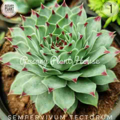 Sempervivum Tectorum from Rosary Plant House