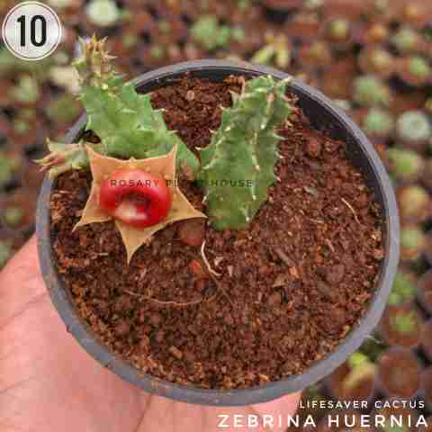 Zebrina Huernia from Rosary Plant House