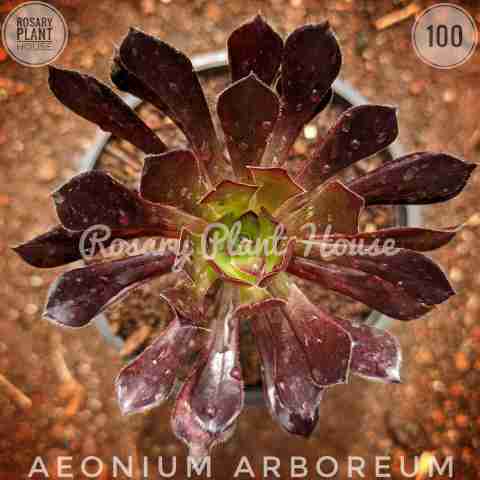 Aeonium arboreum/Purple from Rosary Plant House