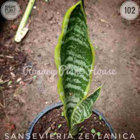 Sansevieria zeylanica from Rosary Plant House
