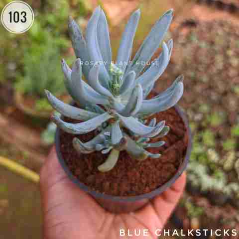 blue chalksticks from Rosary Plant House