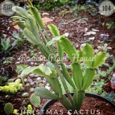 Christmas cactus from Rosary Plant House
