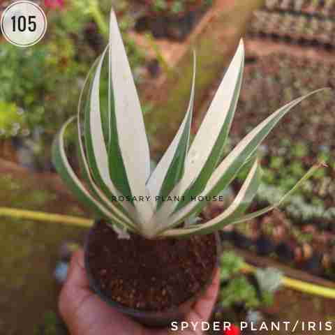 Spyder plant/ iris from Rosary Plant House