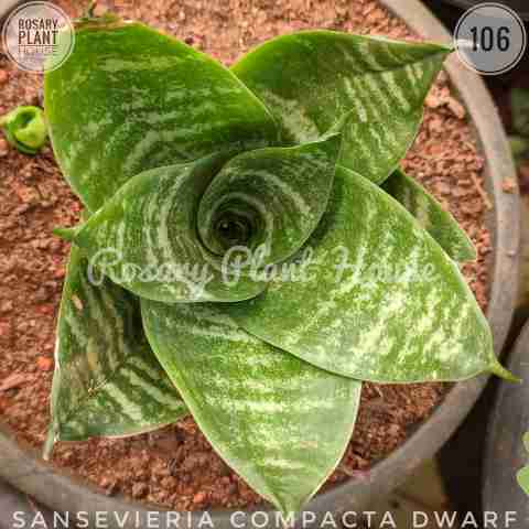 Sansevieria Compacta Dwarf from Rosary Plant House