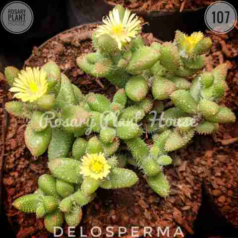 Delosperma from Rosary Plant House