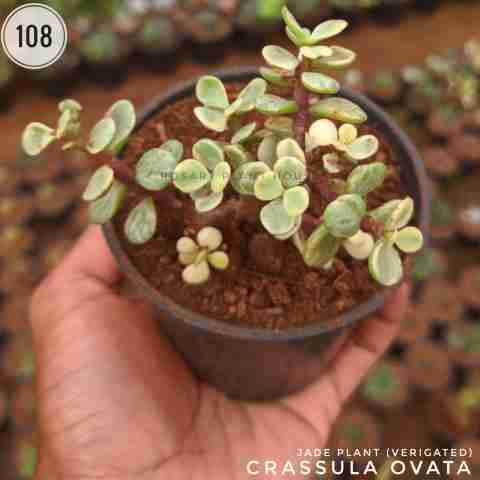 Jade plant (verigated) from Rosary Plant House