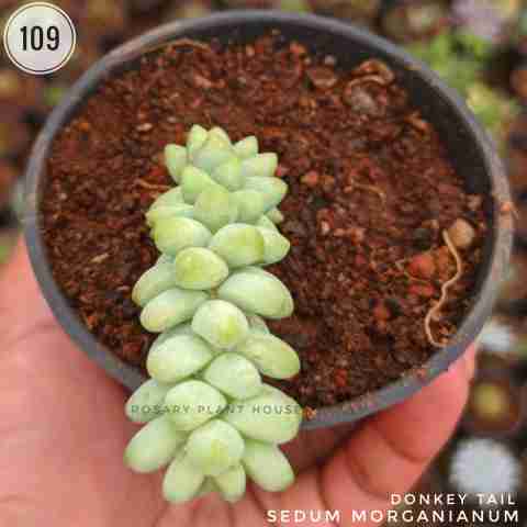 Sedum Morganianum from Rosary Plant House