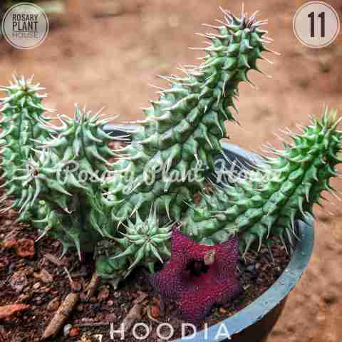 Hoodia from Rosary Plant House