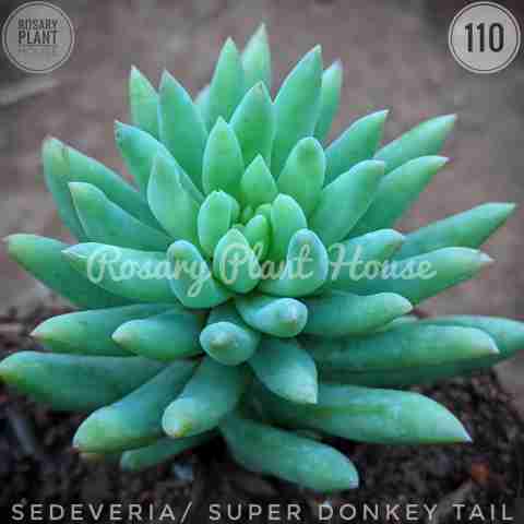Super Donkey Tail from Rosary Plant House