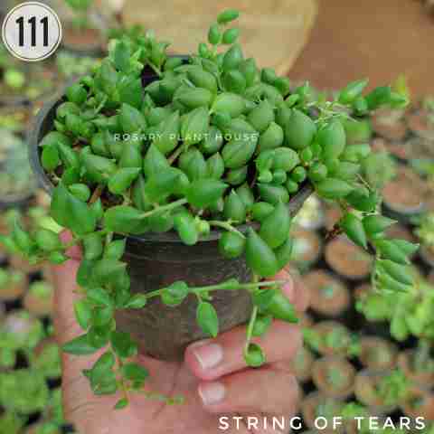 String of tears from Rosary Plant House