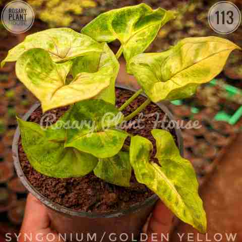 Syngonium/golden yellow from Rosary Plant House