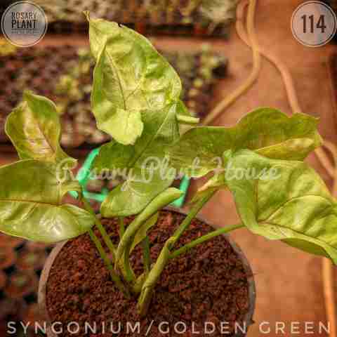 Syngonium/golden green from Rosary Plant House
