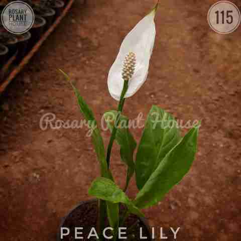 Peace lily from Rosary Plant House