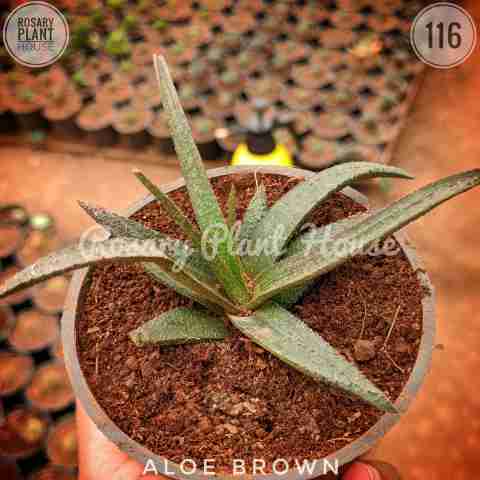 Aloe brown from Rosary Plant House