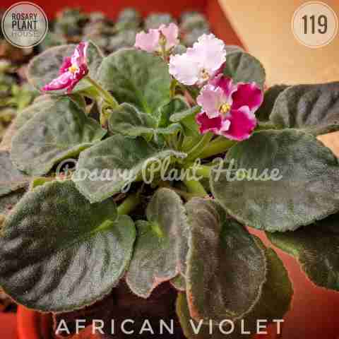 African violet from Rosary Plant House