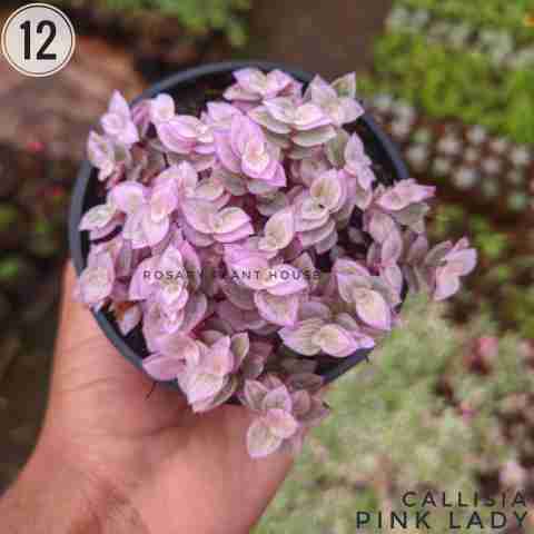 Callisia from Rosary Plant House