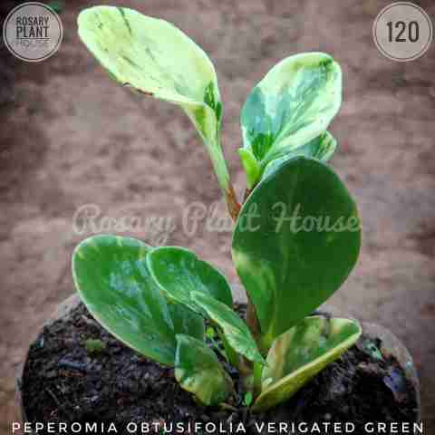 Peperomia obtusifolia variegated green from Rosary Plant House