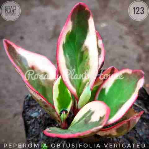 Peperomia obtusifolia variegated from Rosary Plant House