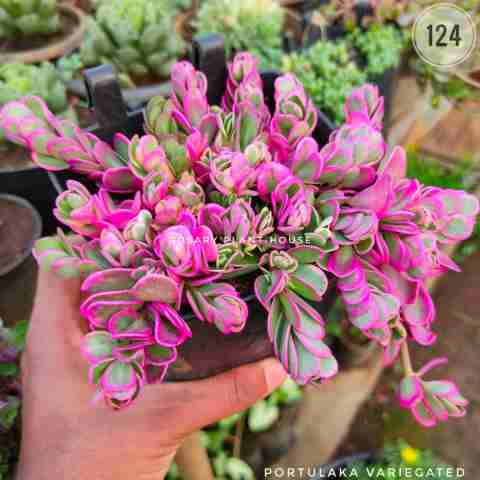 Portulaka variegated from Rosary Plant House