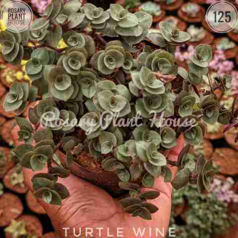 Turtle wine from Rosary Plant House