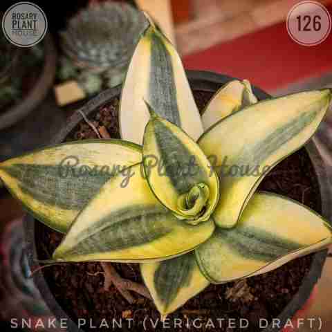 Snake Draft Verigated from Rosary Plant House