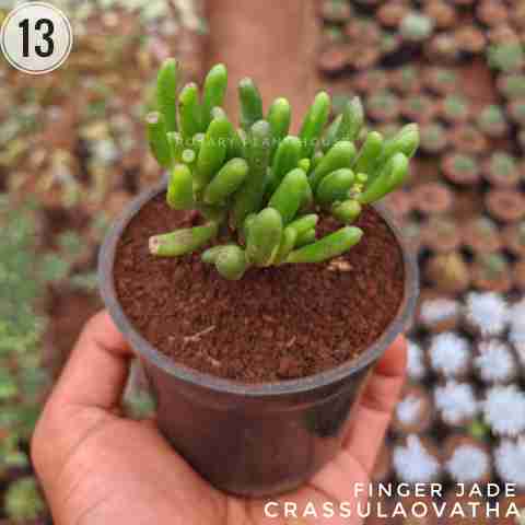 Crassula ovatha from Rosary Plant House