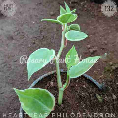 heartleaf philodendron from Rosary Plant House
