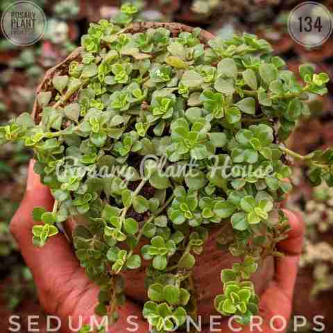 Sedum stonecrops from Rosary Plant House