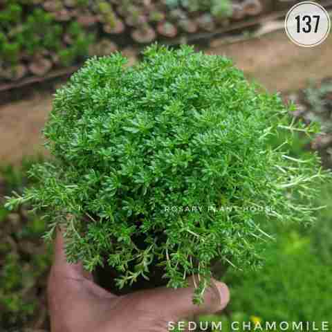sedum chamomile from Rosary Plant House