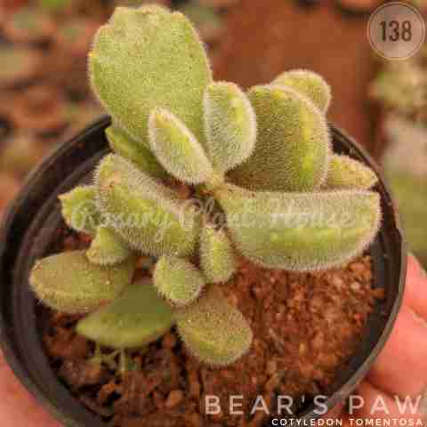 Cotyledon tomentosa from Rosary Plant House